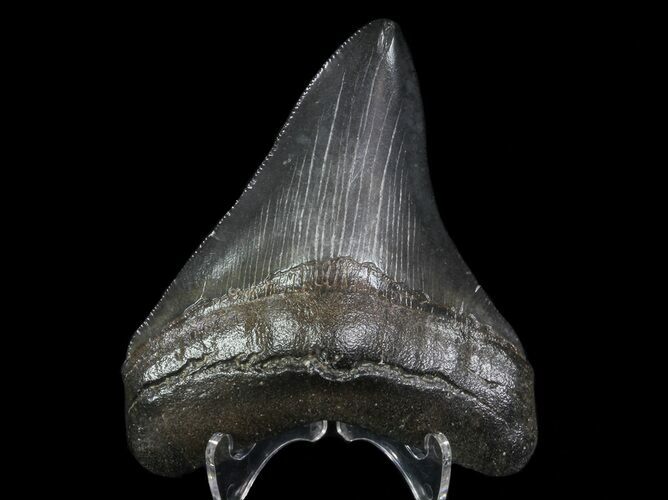 Fossil Megalodon Tooth - Georgia #66095